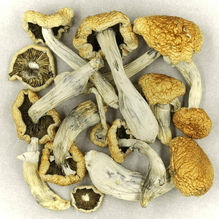 Buy Dried Mushrooms UK