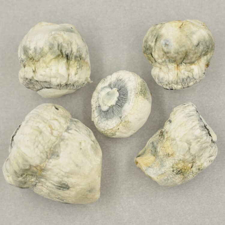 Alien Bubbles - Image 2