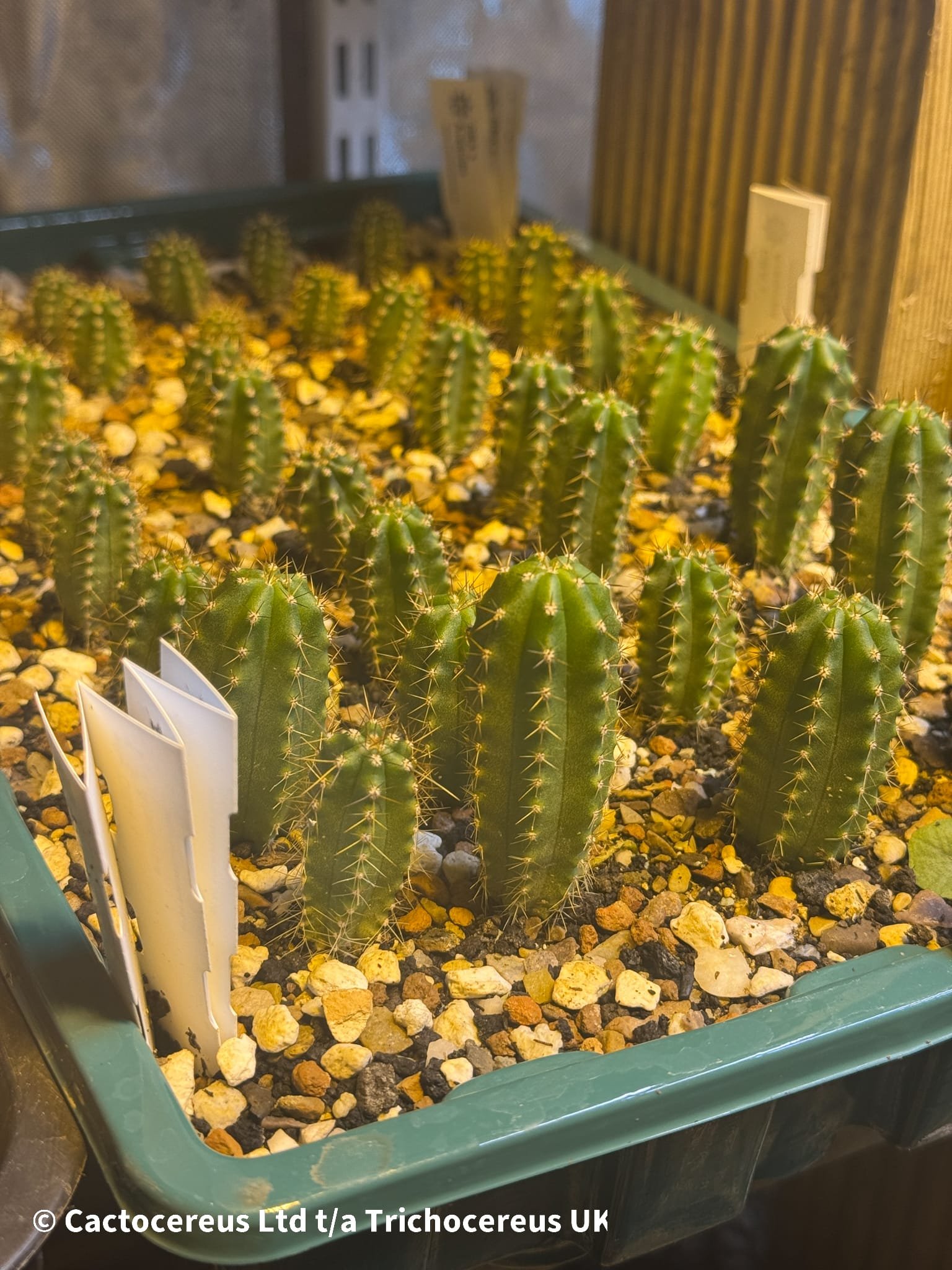 Tr. pachanoi ‘Megalodon DBA x Arequipa’ – Seedlings - Image 2
