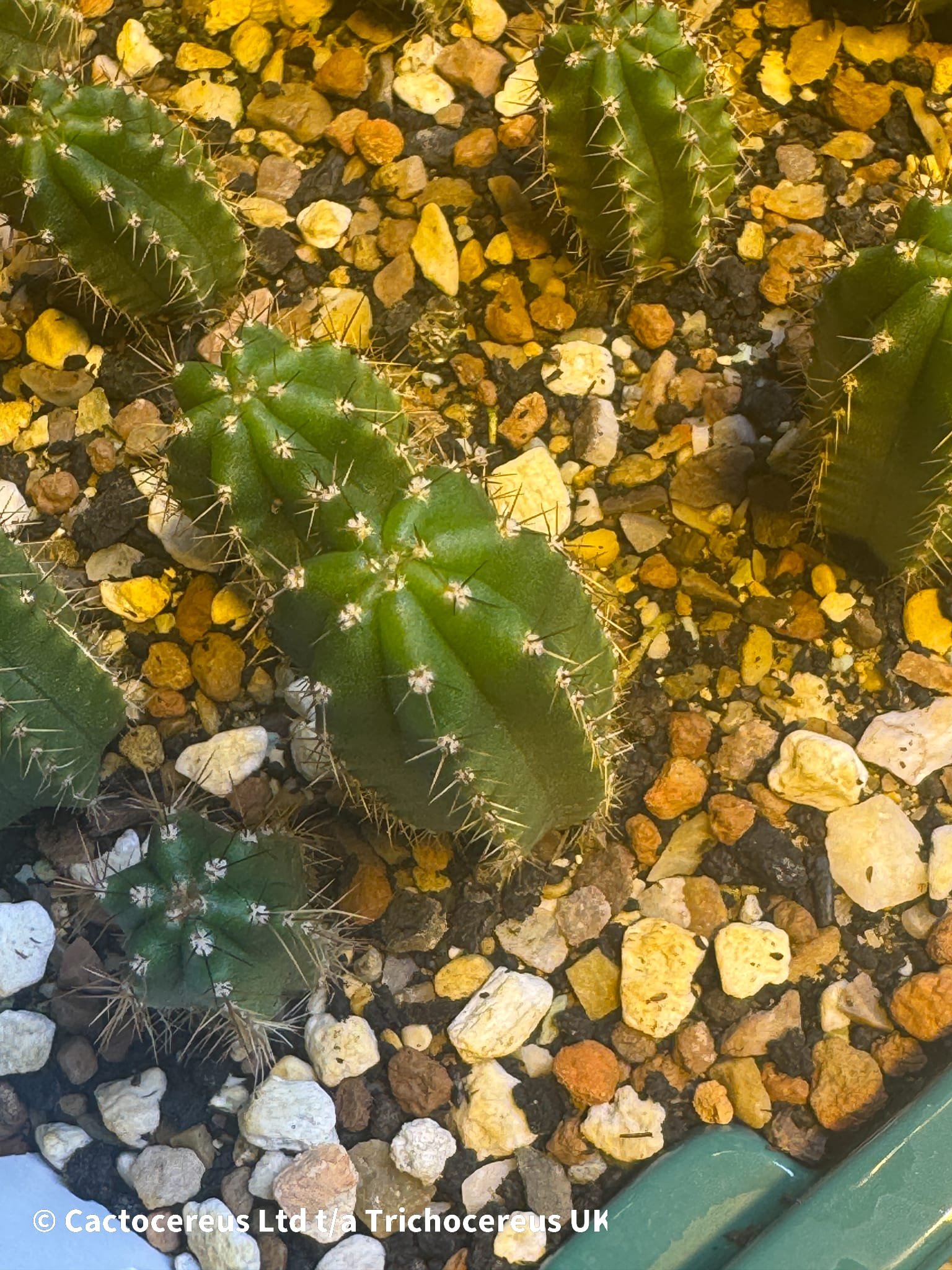 Tr. pachanoi ‘Megalodon DBA x Arequipa’ – Seedlings - Image 4