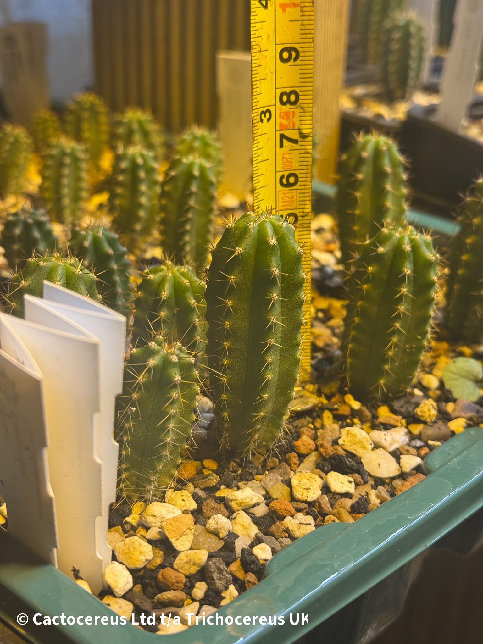 Tr. pachanoi ‘Megalodon DBA x Arequipa’ – Seedlings - Image 3