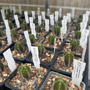 Tr. (Ech) scopulicola Seedlings