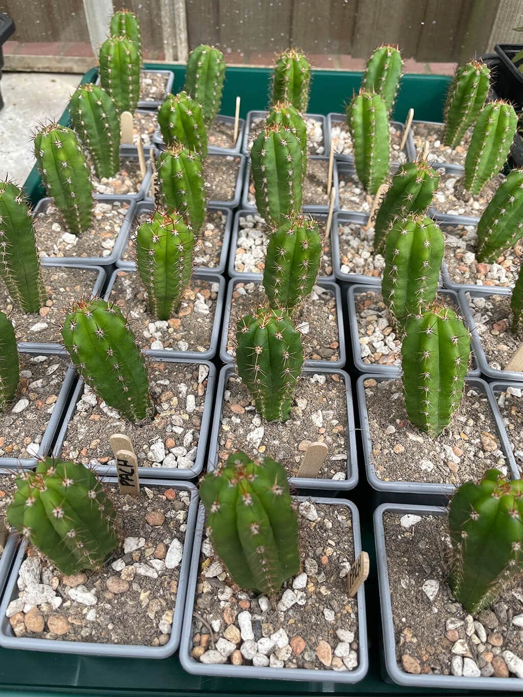Trichocereus pachanoi – San Pedro Cactus – Seedlings - Image 3